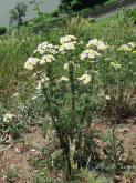Tanacetum corymbosum / Straubltige Wucherblume / Asteraceae / Korbbltengewchse