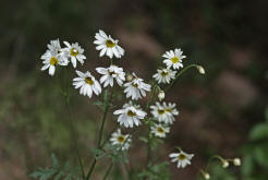 Tanacetum corymbosum / Straubltige Wucherblume / Asteraceae / Korbbltengewchse