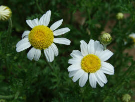 Tanacetum parthenium / Mutterkraut / Asteraceae / Korbbltengewchse