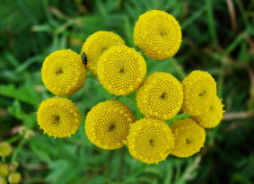 Tanacetum vulgare / Rainfarn / Asteraceae / Korbbltengewchse