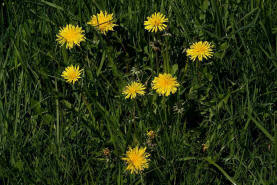 Taraxacum officinale agg. (Sektion ruderale) / Lwenzahn / Gemeine Kuhblume / Asteraceae / Korbbltengewchse