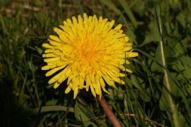 Taraxacum officinale agg. (Sektion ruderale) / Lwenzahn / Gemeine Kuhblume / Asteraceae / Korbbltengewchse