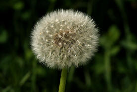 Taraxacum officinale agg. (Sektion ruderale) / Lwenzahn / Gemeine Kuhblume / Asteraceae / Korbbltengewchse