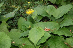 Telekia speciosa / Groe Telekie / Asteraceae / Korbbltengewchse