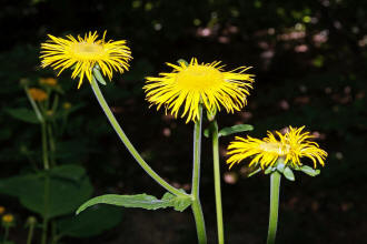 Telekia speciosa / Groe Telekie / Asteraceae / Korbbltengewchse