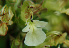 Teucrium montanum / Berg-Gamander / Lamiaceae / Lippenbltengewchse