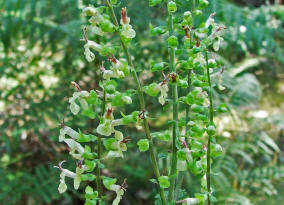 Teucrium scorodonia / Salbei-Gamander / Lamiaceae / Lippenbltengewchse