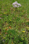 Thalictrum aquilegiifolium / Akeleiblttrige Wiesenraute / Ranunculaceae / Hahnenfugewchse