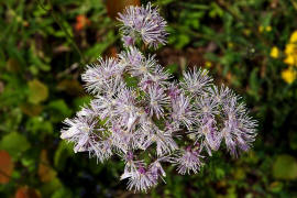 Thalictrum aquilegiifolium / Akeleiblttrige Wiesenraute / Ranunculaceae / Hahnenfugewchse