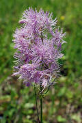 Thalictrum aquilegiifolium / Akeleiblttrige Wiesenraute / Ranunculaceae / Hahnenfugewchse