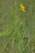 Tragopogon pratensis ssp. orientalis / Orientalischer Wiesen-Bocksbart / auch "stlicher Wiesen-Bocksbart" / Asteraceae / Korbbltengewchse