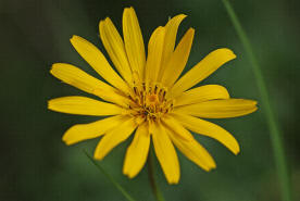 Tragopogon pratensis ssp. orientalis / Orientalischer Wiesen-Bocksbart / auch "stlicher Wiesen-Bocksbart" / Asteraceae / Korbbltengewchse