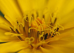 Tragopogon pratensis ssp. orientalis / Orientalischer Wiesen-Bocksbart / auch "stlicher Wiesen-Bocksbart" / Asteraceae / Korbbltengewchse