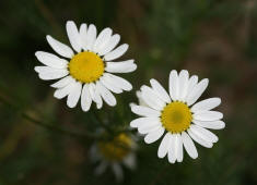 Tripleurospermum perforatum / Geruchlose Kamille / Asteraceae / Korbbltengewchse