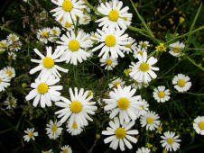 Tripleurospermum perforatum / Geruchlose Kamille / Asteraceae / Korbbltengewchse