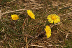 Tussilago farfara / Gemeiner Huflattich / Asteraceae / Korbbltengewchse