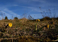 Tussilago farfara / Gemeiner Huflattich / Asteraceae / Korbbltengewchse