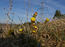 Tussilago farfara / Gemeiner Huflattich / Asteraceae / Korbbltengewchse