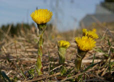 Tussilago farfara / Gemeiner Huflattich / Asteraceae / Korbbltengewchse