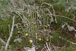 Tussilago farfara / Gemeiner Huflattich / Asteraceae / Korbbltengewchse