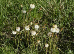 Tussilago farfara / Gemeiner Huflattich / Asteraceae / Korbbltengewchse