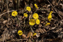 Tussilago farfara / Gemeiner Huflattich / Asteraceae / Korbbltengewchse