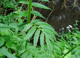 Valeriana officinalis / Echter Arznei-Baldrian / Groer Baldrian / Valerianaceae / Baldriangewchse 