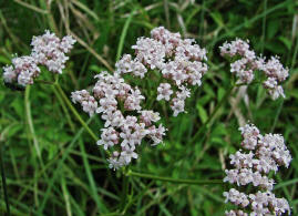 Valeriana pratensis / Wiesen Arznei-Baldrian / Valerianaceae / Baldriangewchse