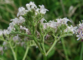 Valeriana pratensis / Wiesen Arznei-Baldrian / Valerianaceae / Baldriangewchse