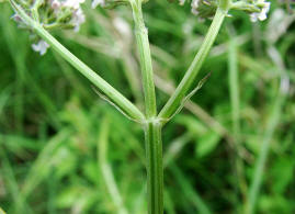 Valeriana pratensis / Wiesen Arznei-Baldrian / Valerianaceae / Baldriangewchse