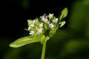 Valerianella locusta / Gewhnlicher Feldsalat / Rapunzel / Valerianaceae / Baldriangewchse