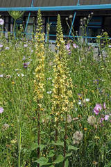 Verbascum nigrum / Schwarze Knigskerze / Scrophulariaceae / Braunwurzgewchse