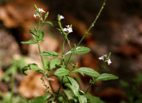 Verbena officinalis / Gewhnliches Eisenkraut / Verbenaceae / Eisenkrautgewchse