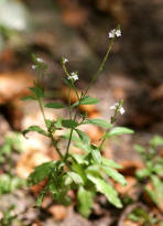 Verbena officinalis / Gewhnliches Eisenkraut / Verbenaceae / Eisenkrautgewchse