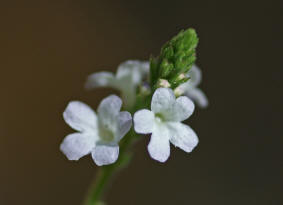 Verbena officinalis / Gewhnliches Eisenkraut / Verbenaceae / Eisenkrautgewchse