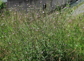 Verbena officinalis / Gewhnliches Eisenkraut / Verbenaceae / Eisenkrautgewchse