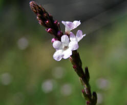 Verbena officinalis / Gewhnliches Eisenkraut / Verbenaceae / Eisenkrautgewchse