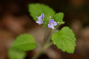 Veronica montana / Berg-Ehrenpreis / Veronicaceae / Ehrenpreisgewchse