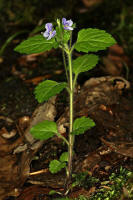 Veronica montana / Berg-Ehrenpreis / Veronicaceae / Ehrenpreisgewchse