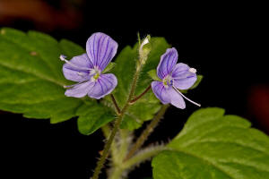 Veronica montana / Berg-Ehrenpreis / Veronicaceae / Ehrenpreisgewchse