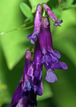 Vicia villosa subsp. varia  (auch: Vicia dasycarpa) / Bunte Wicke / Fabaceae / Schmetterlingsbltengewchse