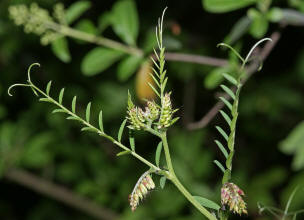 Vicia villosa subsp. varia  (auch: Vicia dasycarpa) / Bunte Wicke / Fabaceae / Schmetterlingsbltengewchse