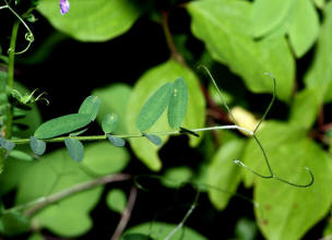 Vicia villosa subsp. varia  (auch: Vicia dasycarpa) / Bunte Wicke / Fabaceae / Schmetterlingsbltengewchse