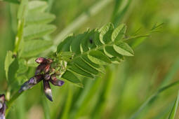 Vicia sepium / Zaun-Wicke / Fabaceae / Schmetterlingsbltengewchse