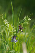 Vicia sepium / Zaun-Wicke / Fabaceae / Schmetterlingsbltengewchse