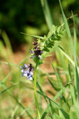 Vicia sepium / Zaun-Wicke / Fabaceae / Schmetterlingsbltengewchse