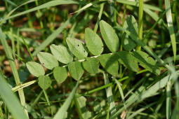 Vicia sepium / Zaun-Wicke / Fabaceae / Schmetterlingsbltengewchse