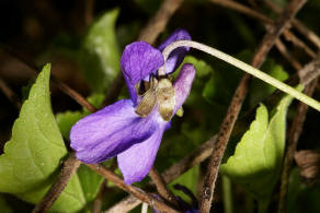 Viola odorata / Mrz-Veilchen / Violaceae / Veilchengewchse