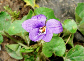 Viola odorata / Mrz-Veilchen / Violaceae / Veilchengewchse