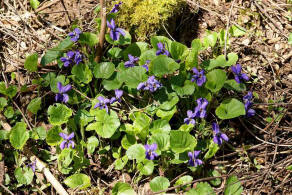 Viola odorata / Mrz-Veilchen / Violaceae / Veilchengewchse